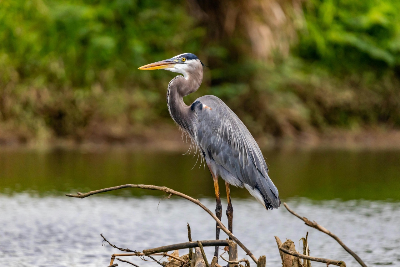 A heron standing on a fallen tree in the Everglades.